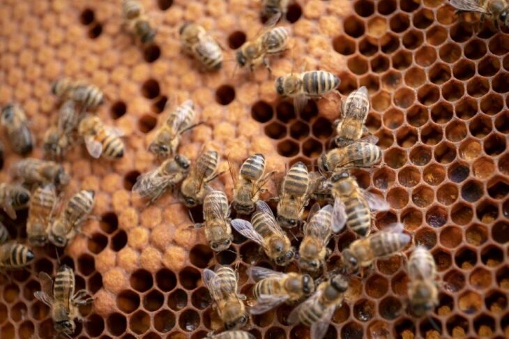 Bees in hive